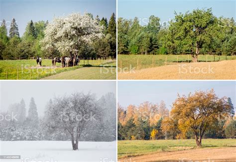 Beautiful Collage Of 4 Seasons Different Pictures Of An Apple Tree On