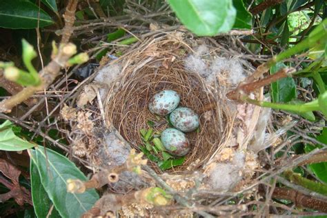 How To Identify Bird Nests Garden Birds Uk