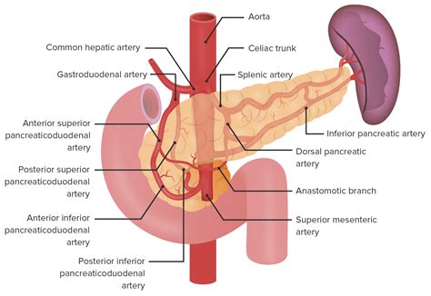 Pancreas Anatomy Concise Medical Knowledge