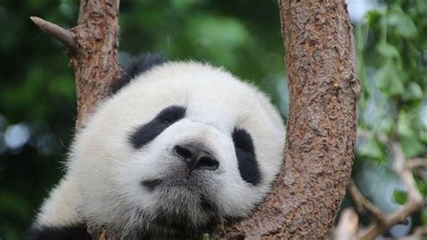 Les Deux Pandas Huan Huan Et Yuan Zi Resteront Au Zoo De Beauval Jusqu