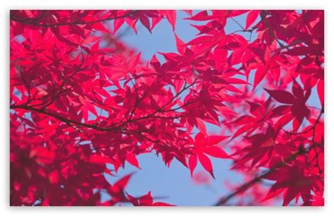 A Pink Autumn Ultra Hd Desktop Background Wallpaper For 4k