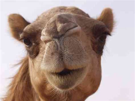Lovethispic offers hump day camel pictures, photos & images, to be used on facebook, tumblr, pinterest, twitter and other websites. Fylt kamel oppskrift med næringsinnhold, allergener, og pris.