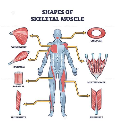Shapes Of Skeletal Muscles With Various Muscular Types Outline Diagram