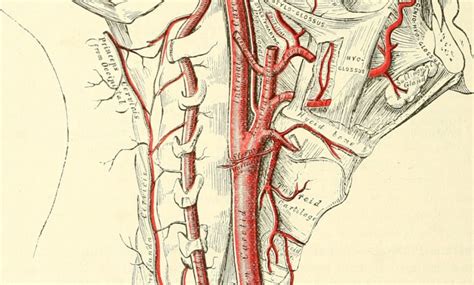 Arteries In The Neck The Carotid Arterial System Lecturio