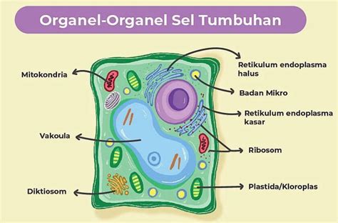 Jenis Dan Fungsi Sel Haiwan Dan Tumbuhan Apa Saja Vrogue Co