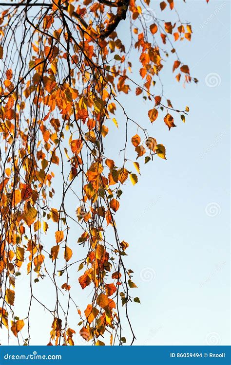 Birch In Autumn Close Up Stock Photo Image Of October 86059494