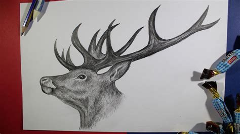 How To Draw A Realistic Deer Head Pencil Drawing Step By Step Youtube