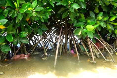 Nasib Pesisir Demak Hadapi Sampah Plastik Kerusakan Mangrove Dan