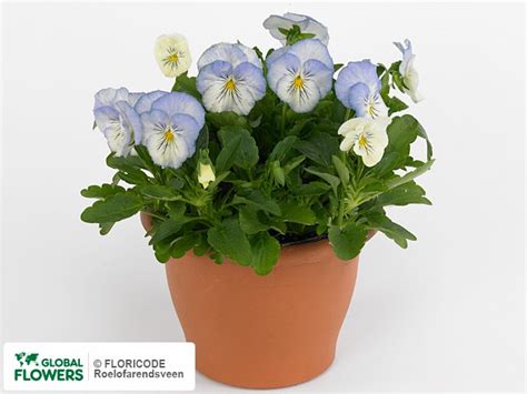 Photo Viola X Wittrockiana Cool Wave Frost Global Flowers