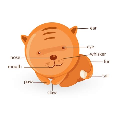 Parte Del Vocabulario Del Gato Del Vector Del Cuerpo Vector Premium