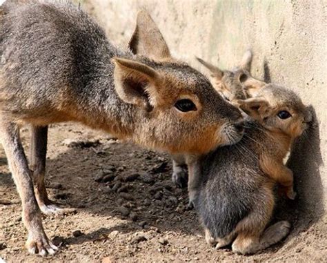 Patagonian Mara Unusual Animals Rare Animals Animals And Pets