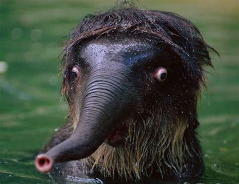 Lustige Tiere mehr auf http://www.fails.ch Funny Animals Enjoying