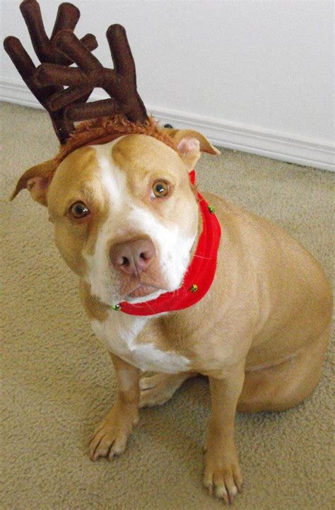 My Rednose Pitbull Justice On Her First Christmas With Her