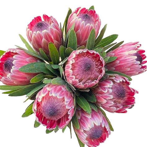 Protea Pink Ice Flowers For Florist