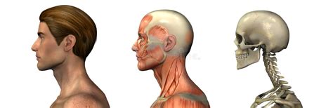 Click here and download the antique anatomy overlays graphic · window, mac, linux · last updated 2021 · commercial licence included ✓. Anatomical Overlays - Male - Head And Shoulders - Profile Stock Illustration - Illustration of ...
