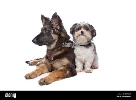 German Shepherd Puppy And A Boomer Mixed Breed Dog In Front Of A White