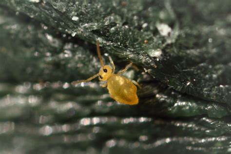 These bites are from a tiny insect called a thrips(the name is always plural; Wallpaper : eyes, garden, nature, outdoors, Scotland ...