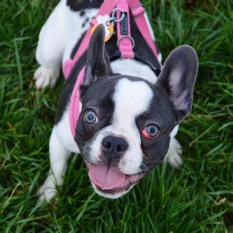 It may be visible when your pet sleeps or wakes from a. How To Deal With French Bulldog Cherry Eye Issue ...
