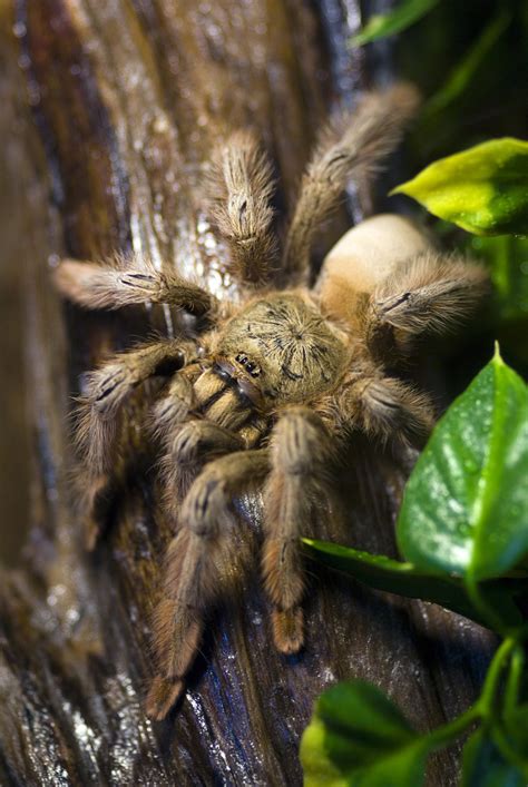 What these terms do have in co. Beginner's Guide To The Panama Blonde Tarantula