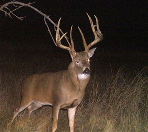 Pin By Adam On Wildlife Whitetail Hunting Whitetail Deer Pictures