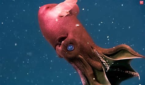 Vampire Squids Main Facts About These Striking Creatures