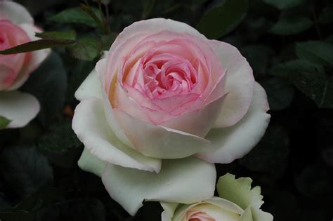 Eden Rose 85 Pierre De Ronsard Rose Rosa Ca 150 Cm Meilland
