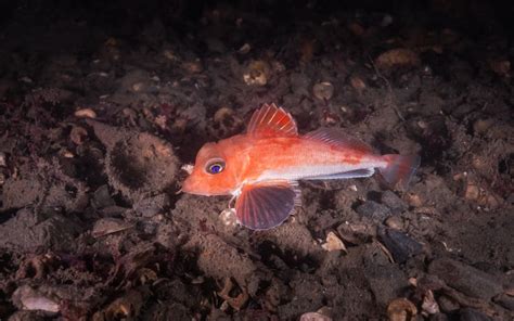 Elusive Scaly Gurnard Photographed In Wellington Harbour Rnz News