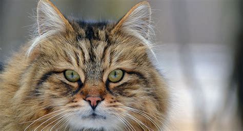 As exotic and ancient as she appears, sphynx originated from canada in the late 60s. Which Cat breed is better? Long hair or short - Cats Breed