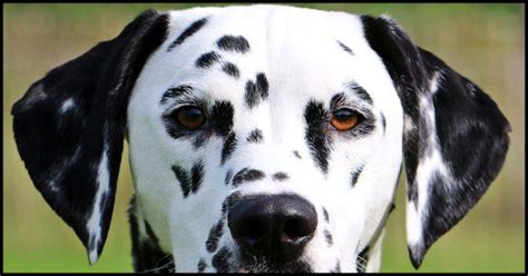 12 Dogs With Unique Markings