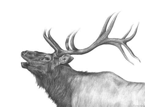 Elk Done In Graphite Pencil By Marlene Mullet Antler Drawing Elk