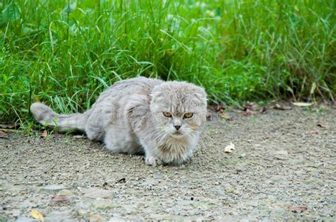 Angry Persian Cat Stock Image Image Of Feline Fluffy