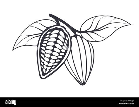 Cocoa Beans With Leaves On White Background Vector Illustration Stock
