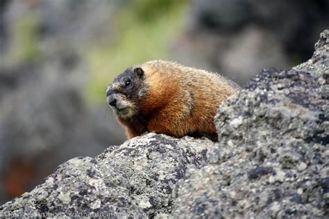Yellow Bellied Marmot Yellowstone National Park Wyoming Photos By