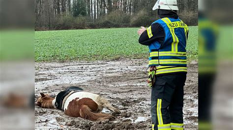 Pferd Versinkt Im Matsch Feuerwehr Startet Dramatische Rettungsaktion