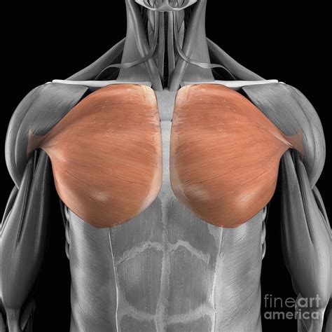 Pectoralis Major Muscles 1 Photograph By Science Picture Co Fine Art