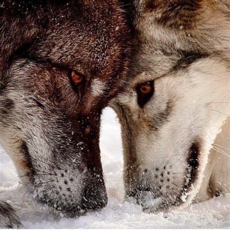Bildergebnis für beautiful wolves | Wolf dog, Wolf love, Wolf