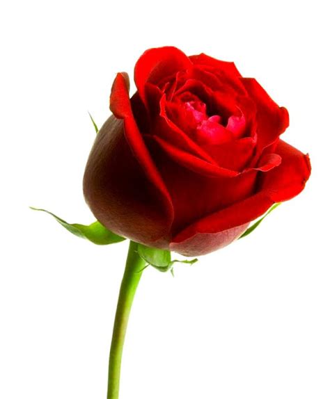 10 Gambar Setangkai Bunga Mawar Cantik Gambar Top 10