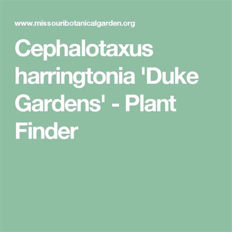 Cephalotaxus Harringtonia Duke Gardens Plant Finder Plant Finder