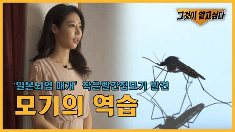 일본뇌염 매개 모기 발견 모기의 역습😈 Youtube