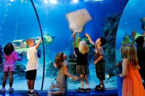 Sea Life Aquarium Carlsbad O Que Saber Antes De Ir Sobre O Que As