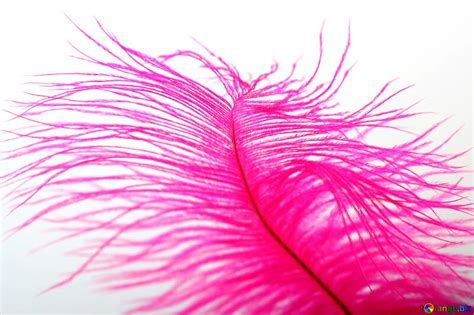 Pink Feather Free Image № 16321