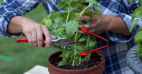 The Proper Way To Prune Your Basil Plant Crafty House