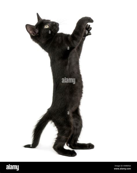Black Kitten Standing On Hind Legs Reaching Pawing Up 2 Months Old Isolated On White Stock
