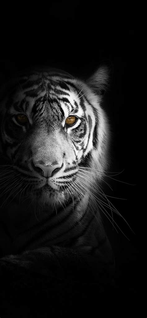 Share 65 Tiger Wallpaper 4k Latest Incdgdbentre