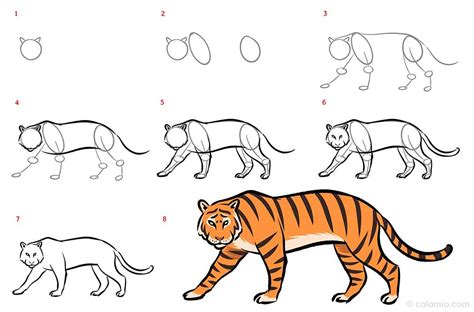 Tiger Drawing Step By Step