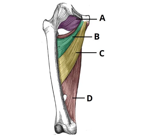 Muscles Of The Medial Thigh Teachmeanatomy