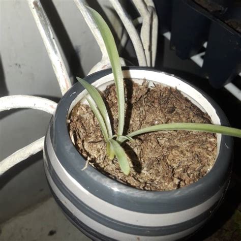 Zebra grass is the perfect foil for more colourful plants. Chlorophytum laxum 'Zebra Grass', Spider Plant 'Zebra ...