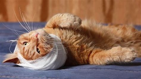 Las 10 Enfermedades Más Comunes En Los Gatos 1ª Parte