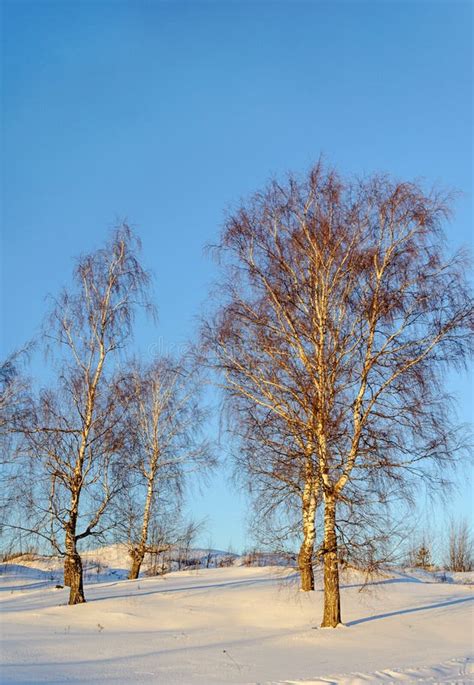 Bare Birch Trees On A Slope Winter Time Stock Photo Image Of Birch