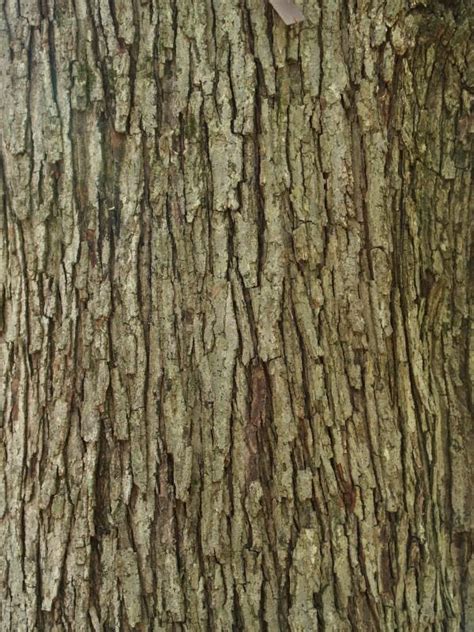 Red Maple Tree Bark Identification
